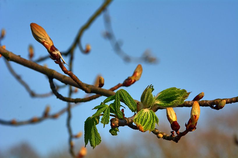 Poussée des fleurs de châtaignier par Edgar Schermaul