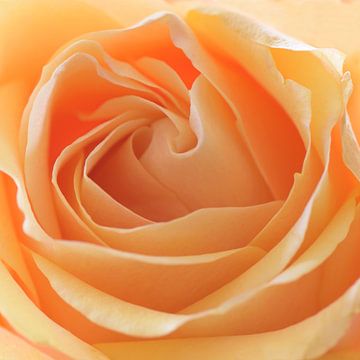 Oranjegele roos van Barbara Brolsma