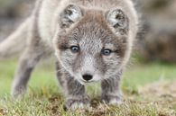 Arcticfox von Menno Schaefer Miniaturansicht