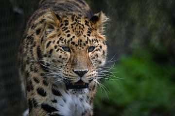 Gros plan d'un léopard de l'Amour sur Chihong