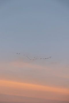 Les oiseaux survolent sur Lydia