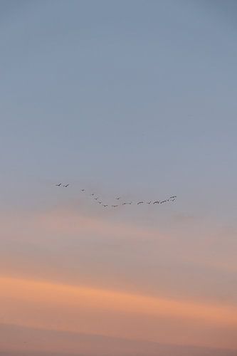 Vögel fliegen über