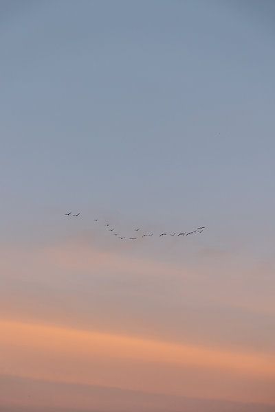 Vogels vliegen over van Lydia