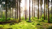 Sonnenaufgang im Wald van Günter Albers thumbnail