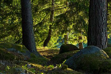 Bos in Zweden van Anja B. Schäfer