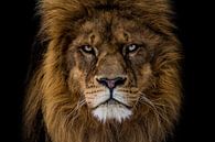 kwaaie leeuw kijkt mij recht aan van nathalie Peters Koopmans thumbnail
