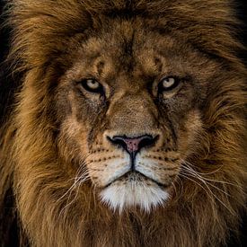 le lion en colère me regarde droit dans les yeux sur nathalie Peters Koopmans