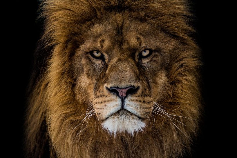 angry lion looks straight at me by nathalie Peters Koopmans