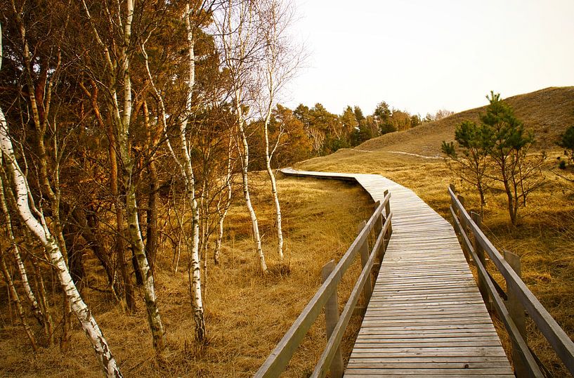 Holzweg durch die Dünen an der Ostsee von Martin Köbsch