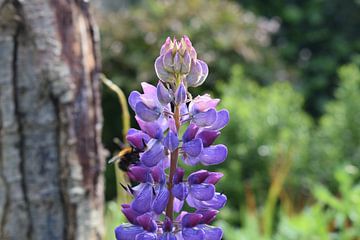 Purple Lupin in bloom