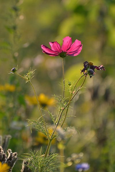 Roze bloem in veld van Jeantina Lensen-Jansen
