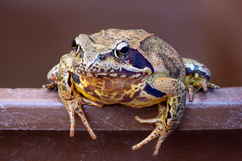 Grasfrosch