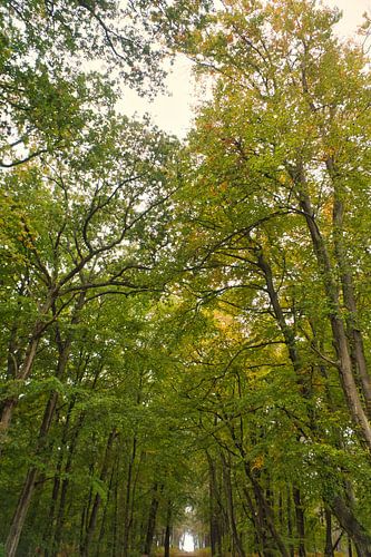 Beukenbos in het nationale park met pad naar de Baltische Zee