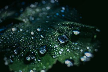 Perles d'eau sur Tijmen Wierenga