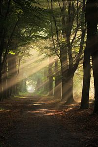 zonneharpen von hanny bosveld