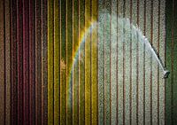 Regenbogen-Welt