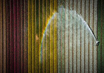 Rainbow World by Freek van den Bergh