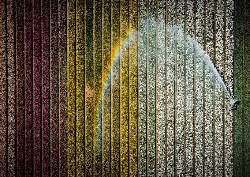 Rainbow World van Freek van den Bergh