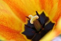 Tulip Blossom