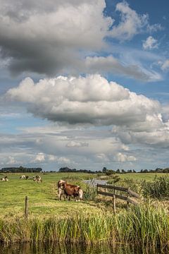 Hollands landschap met koeien in de wei en fraaie wolken van Harrie Muis