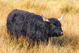 Black Highlander by Merijn Loch