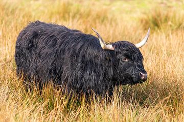 Zwarte schotse Hooglander van Merijn Loch
