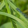 Een macro van een waterjuffer/libelle die even uitrust in het groen van noeky1980 photography