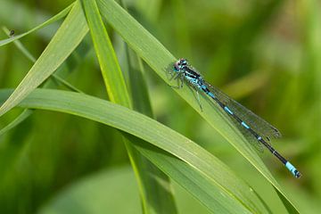 A maco of a dragonfly resting in the green. 
