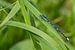A maco of a dragonfly resting in the green.  sur noeky1980 photography