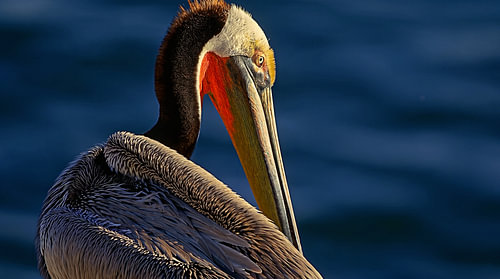 Portrait d'un pélican brun