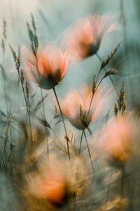 Floral Fusion No 6