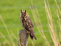 Hibou moyen-duc