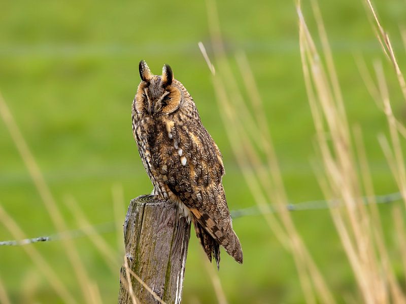 Hibou moyen-duc par Ted Fronik