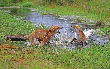 Vechtende vossen in het water van Michel de Beer