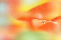  Drop