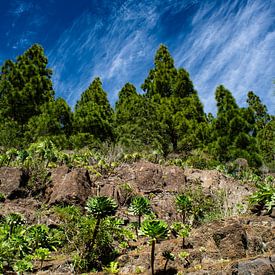 Landscape on Tenerife by Stefan Havadi-Nagy