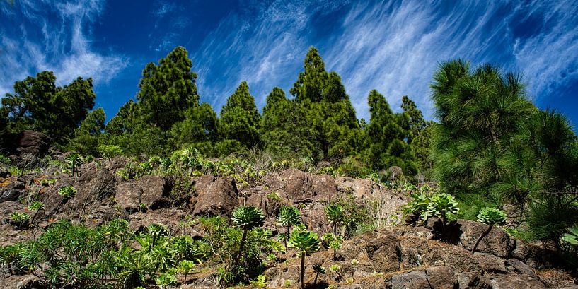 Landschaft auf Teneriffa von Stefan Havadi-Nagy