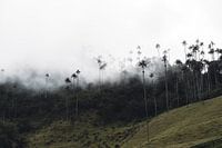 Low-hanging clouds over tallest palm trees in the world - Colombia, Salento