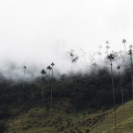 Laaghangende wolken over hoogste palmbomen ter wereld - Colombia, Salento van Felix Van Leusden