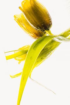 Fritillaria in Eis 3 von Marc Heiligenstein