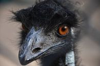 Emu aus nächster Nähe von Maurits Kuiper Miniaturansicht