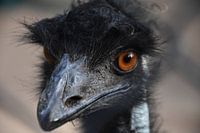 Emu de près