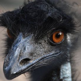 Emu up close by Maurits Kuiper