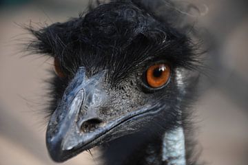 Emu van dichtbij van Maurits Kuiper