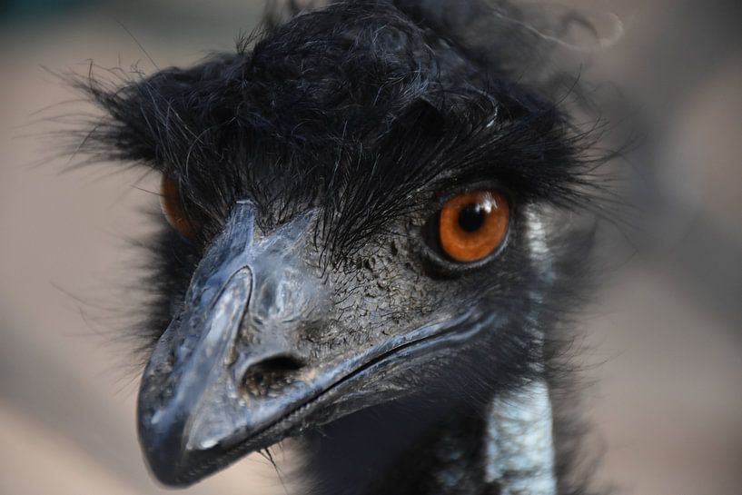 Emu aus nächster Nähe von Maurits Kuiper
