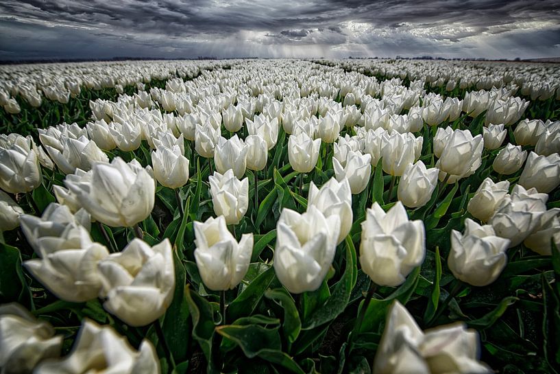 bollenvelden op Goeree-Overflakkee van Tilly Meijer