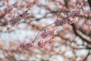 Sakura van Moetwil en van Dijk - Fotografie