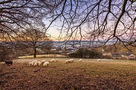 Sheep @ Cottessen by Rob Boon