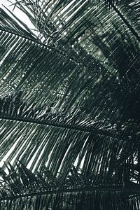 Palme Sri Lanka