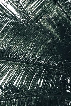 Palm tree Sri Lanka by Kimberley Jekel